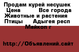 Продам курей несушек › Цена ­ 350 - Все города Животные и растения » Птицы   . Адыгея респ.,Майкоп г.